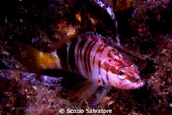 sciarrano by Scozio Salvatore 